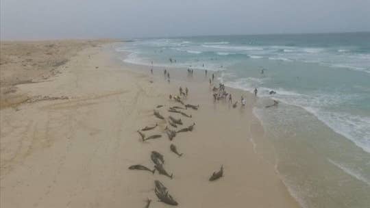 More than 130 dolphins die on island beach off West Africa in mysterious mass stranding