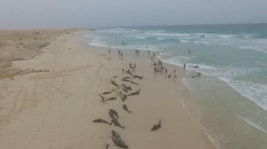 Over 130 dolphins die on West Africa coast