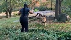Woman appears to taunt lion after climbing into barrier at Bronx Zoo: video
