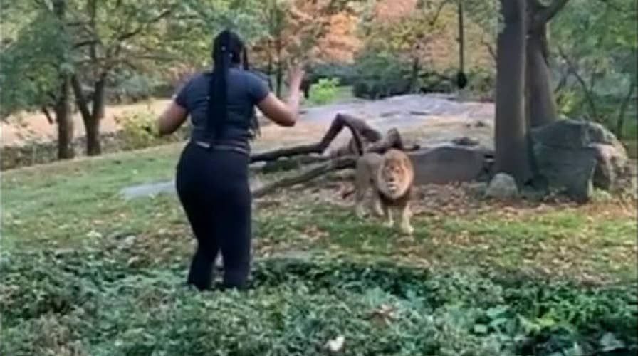 Raw video: Woman appears to taunt lion after climbing into Bronx Zoo enclosure