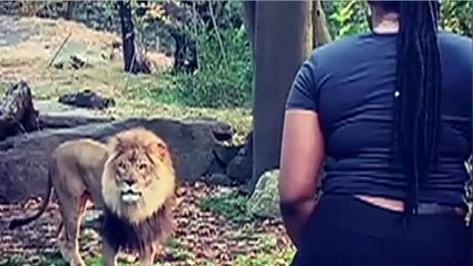 Authorities search for a woman seen entering a lion enclosure at the Bronx Zoo