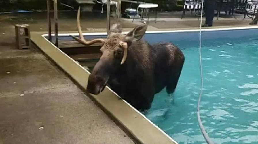 Raw video: Moose who became trapped in a New Hampshire swimming pool is rescued by the state Fish and Game Service