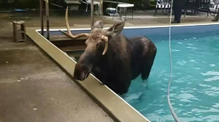 Raw video: Moose who became trapped in a New Hampshire swimming pool is rescued by the state Fish and Game Service