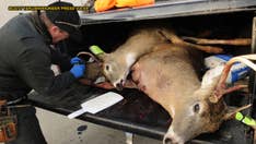 Is chronic wasting disease in deer dangerous for humans?