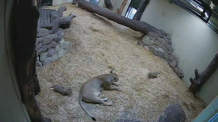 Lion cub scares its mother.