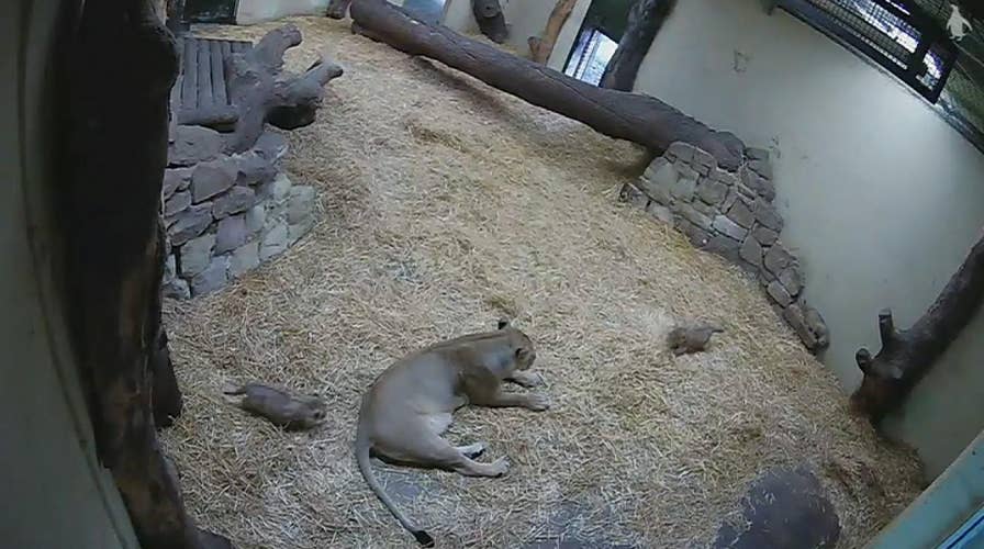 Lion cub scares mother