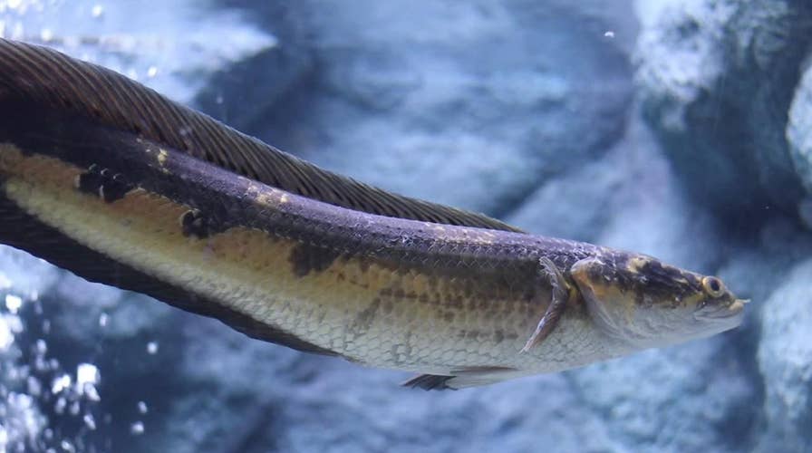 Snakehead fish in Georgia sparks statewide warning