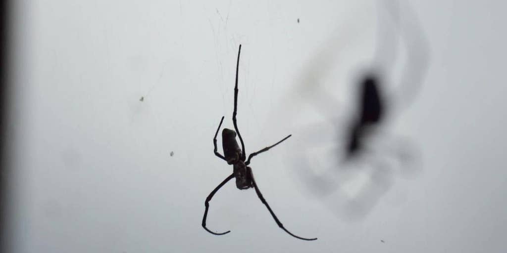 Man Finds Spider In His Ear After Feeling tickling Hearing man-finds-spider-in-his-ear-after-feeling-tickling-hearing