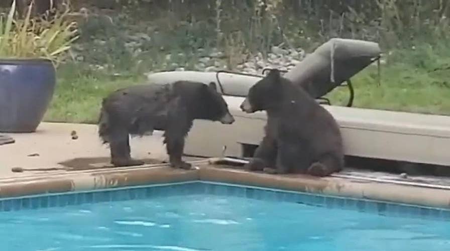 Bears have pool party before snowstorm