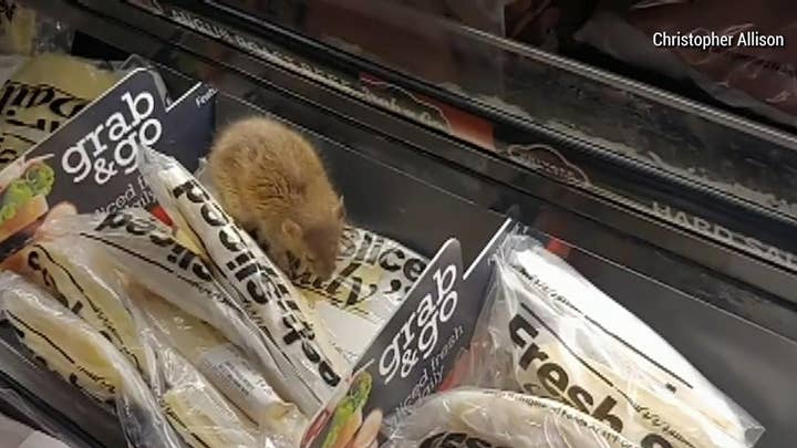 Caught on Video: Rat snacks on cheese in grocery store