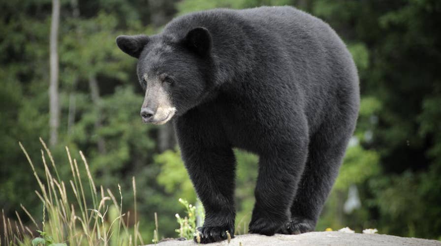 Tourists caught getting too close to a black bear in Tennessee