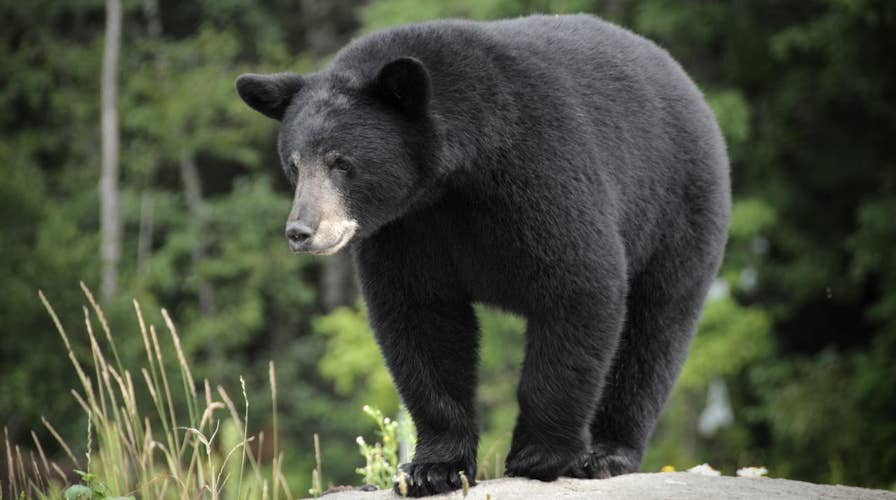 News: THUNDER TAKE DOWN BLACK BEARS, 7-3 - Binghamton Black Bears