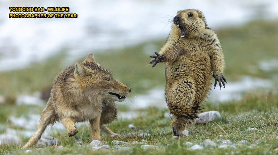 MUST-SEE PIC: Fox battles rodent in 'perfect' wildlife scene