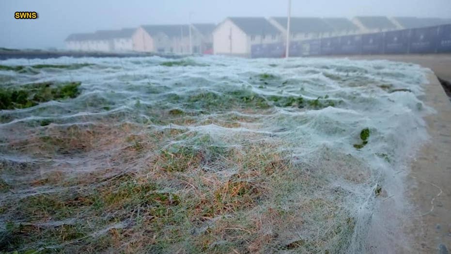 huge spider web