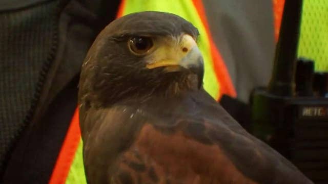 Authorities use trained hawks scare nuisance crows from downtown Portland