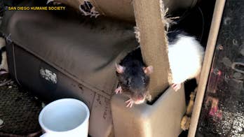 Woman found living with more than 300 pet rats in her van in upscale San Diego community