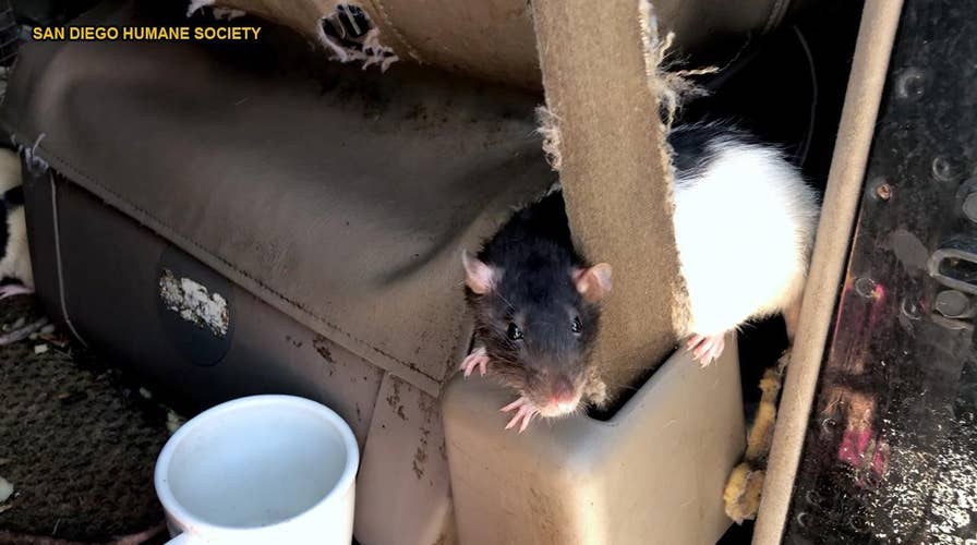 Hundreds of rodents found in van with woman in posh San Diego neighborhood