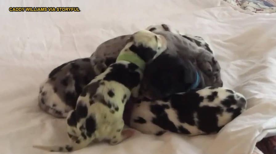 Owner can't believe her eyes when dog gives birth to green puppy