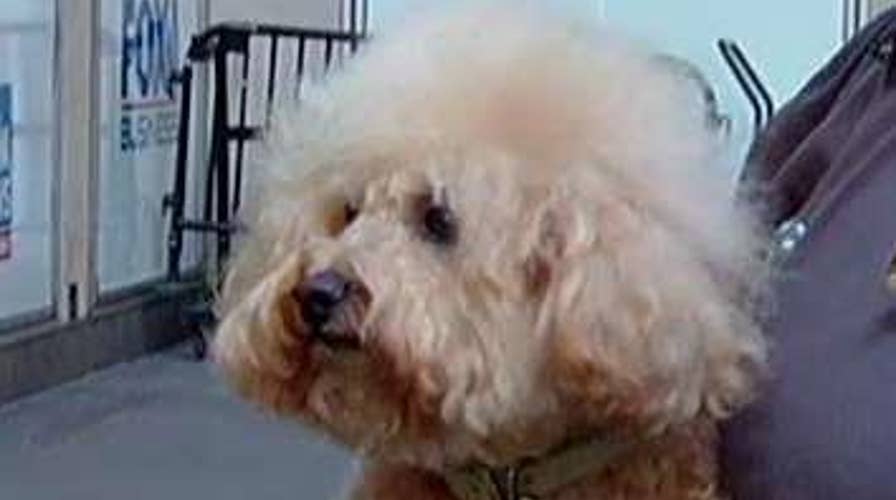 'Fox & Friends' celebrates National Fetch Day