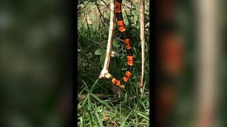 Cannibalistic snake gets stung mid-meal - Fox News