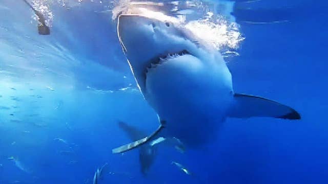 Huge great white shark bites and shakes a cage filled with divers