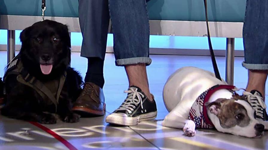 Companions for Heroes celebrates National Pets for Veterans Day