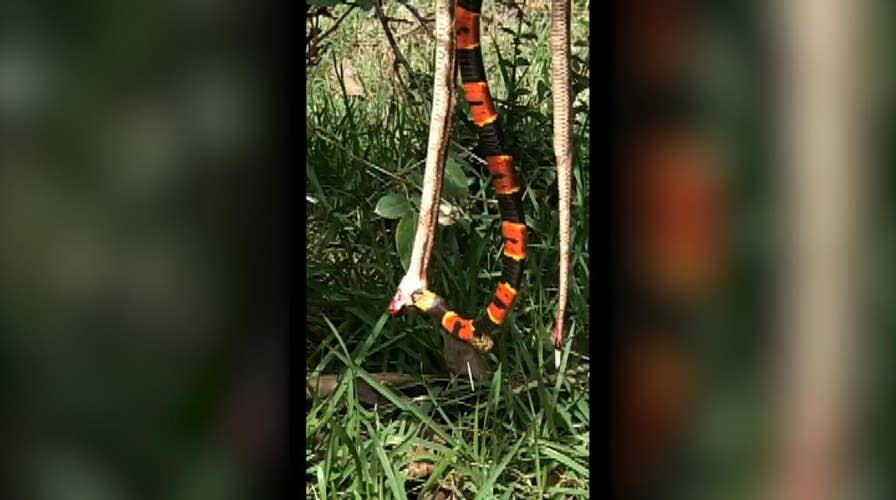 Cannibalistic snake gets stung mid-meal