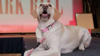 Juan Williams attends 32nd Annual Bark Ball