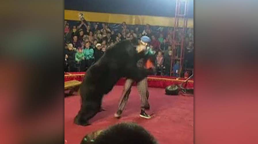 Circus bear mauls Russian trainer in front of horrified onlookers;  investigation launched | Fox News
