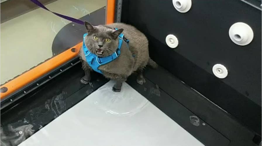 Obese cat works out in new video