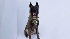 War dog in Baghdadi raid, other military pooches are specially trained from birth to serve alongside troops