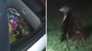 Hawk flies into Florida woman's car - Fox News