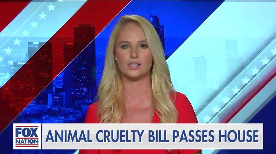 Tomi Lahren: How animals brought Congressional Republicans and Democrats together