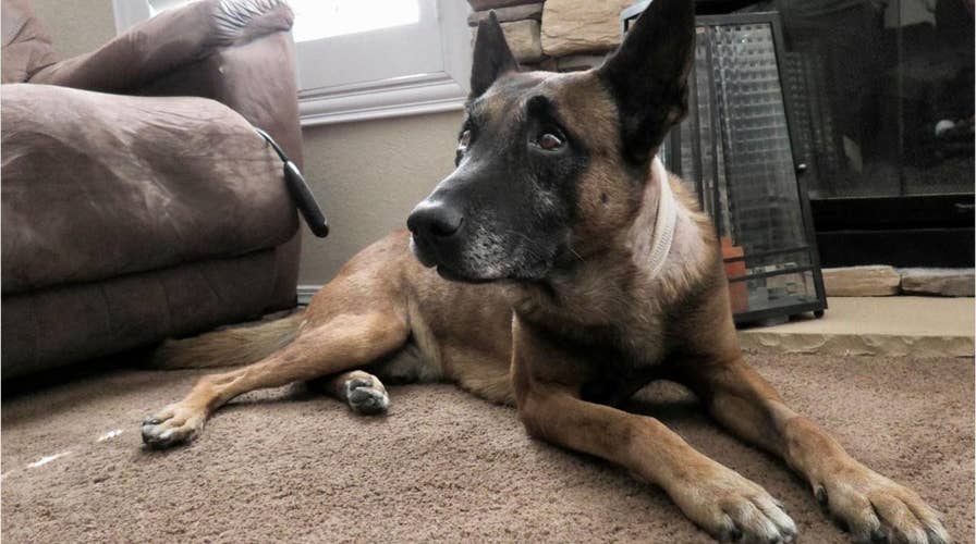 Hero dog to make a full recovery after getting stabbed in the neck