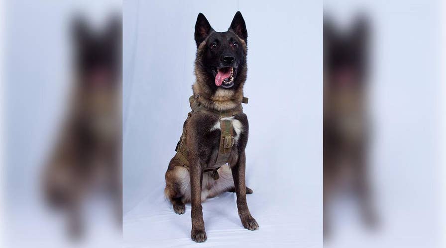 War dog hailed as hero for role in US operation that killed ISIS leader al-Baghdadi