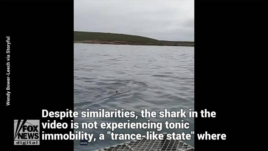 Enormous Great White Shark Spotted Swimming Upside Down In Australia Fox News