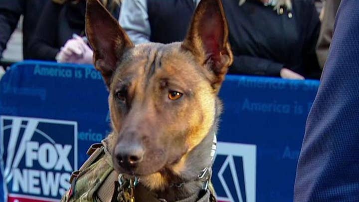 Meet a K-9 who has faced-off with ISIS fighters and served as a therapy dog for Iraqi children