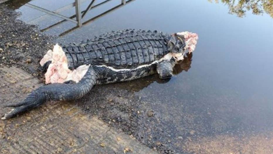 Mutilated Alligator Found In Florida Without Head Or Tail Fox News