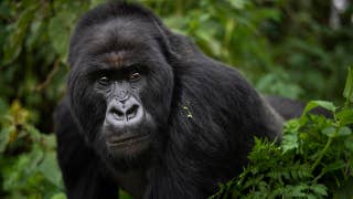 Wildlife experts take drastic measures to save endangered mountain gorillas - Fox News