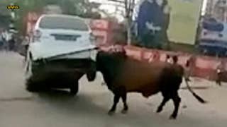 WATCH: Video captures bull attacking, lifting car into air - Fox News