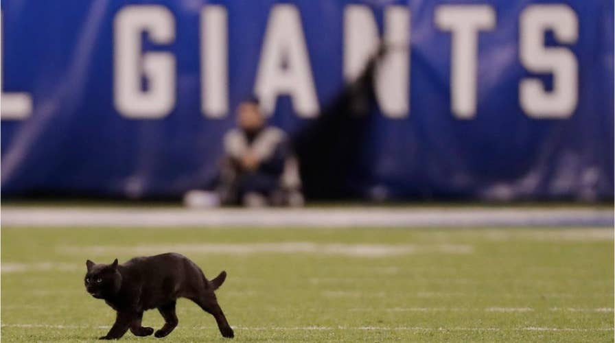 Black cat halts Giants-Cowboys Monday Night Football game, leaving viewers transfixed