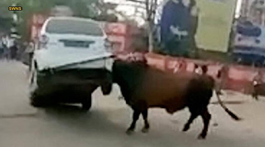 WATCH: Video captures bull attacking, lifting car into air