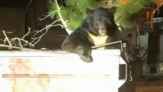 Deputies Help Free Trapped Bear From Dumpster In California Latest 