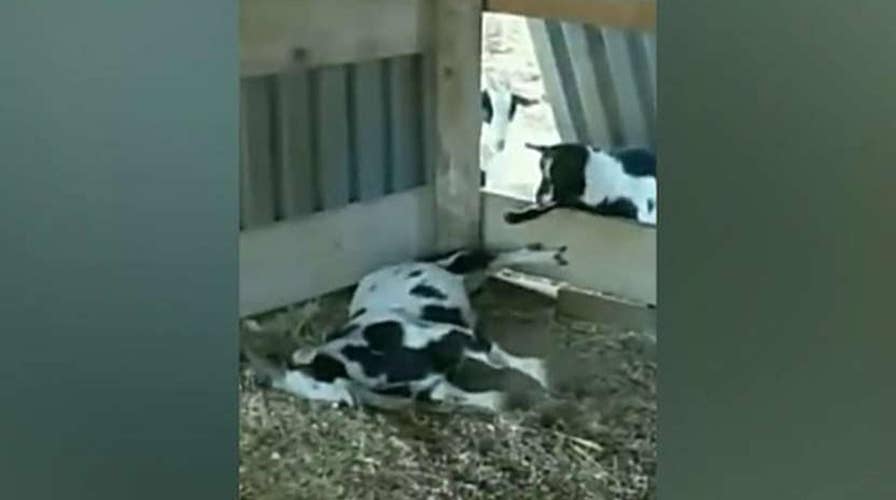 Adorable fainting goats fall over each other