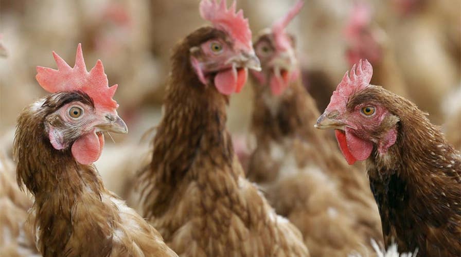Florida woman sues county in federal court in effort to keep emotional support chickens