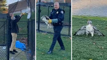 Massachusetts police rescue hawk that got tangled in net