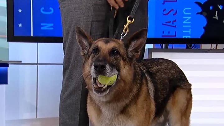 Mission K9: Helping heroic dogs 
