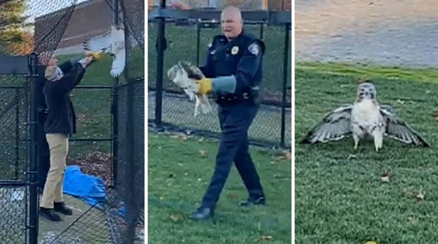 Police rescue trapped hawk tangled in baseball netting in Massachusetts