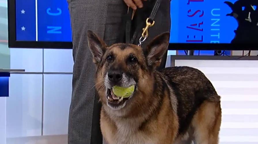 Mission K9: Helping heroic dogs 