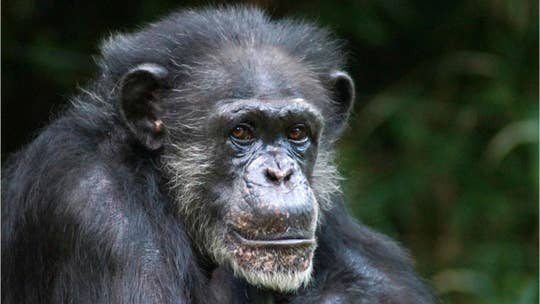 Chimpanzee violent attacks are on the rise